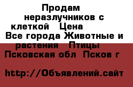 Продам 2 неразлучников с клеткой › Цена ­ 2 500 - Все города Животные и растения » Птицы   . Псковская обл.,Псков г.